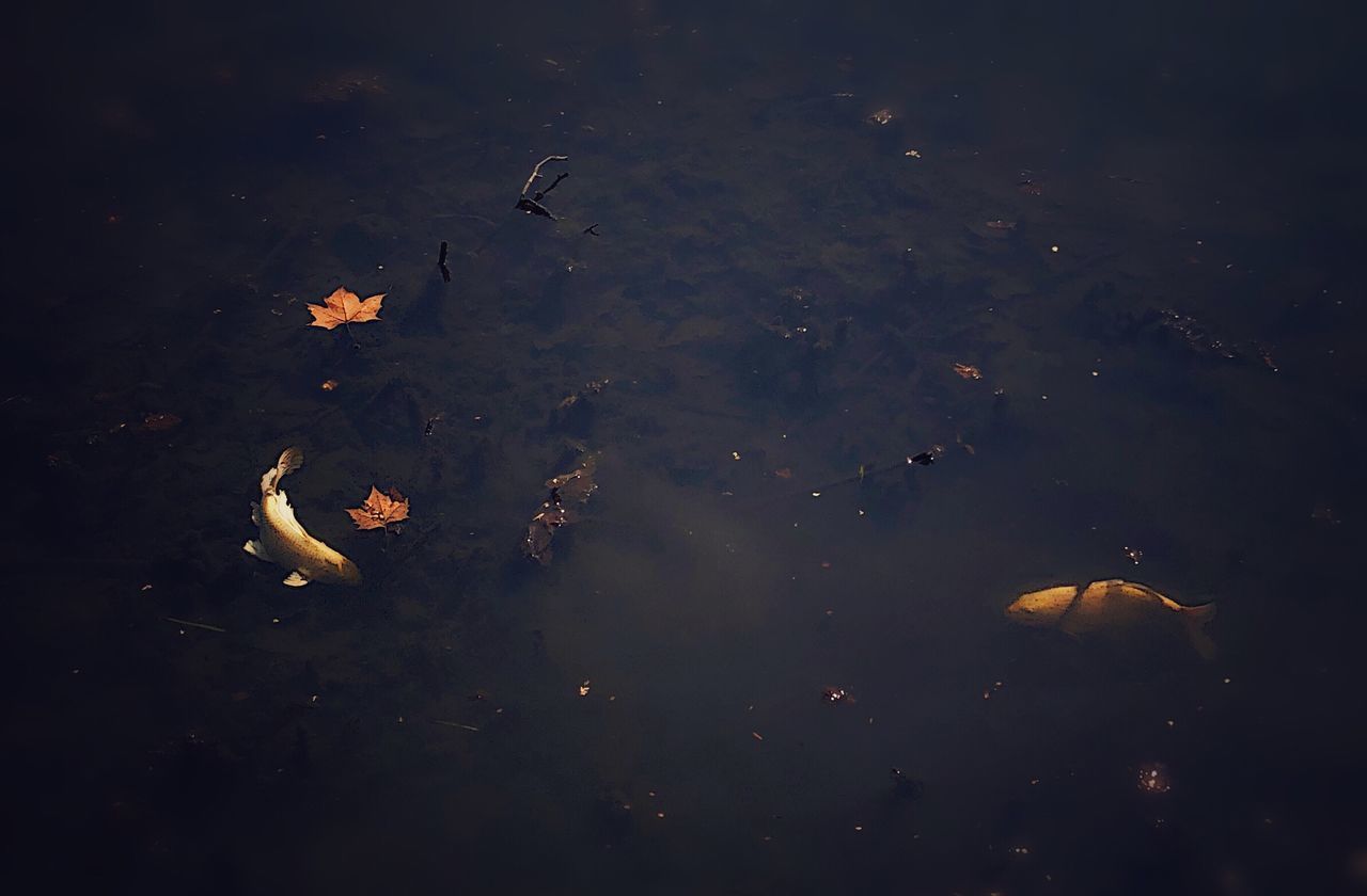 HIGH ANGLE VIEW OF BIRDS SWIMMING ON LAKE