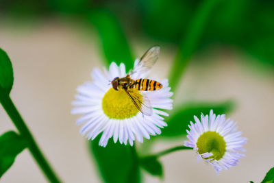 Close-up of butterfly pollinating on flower