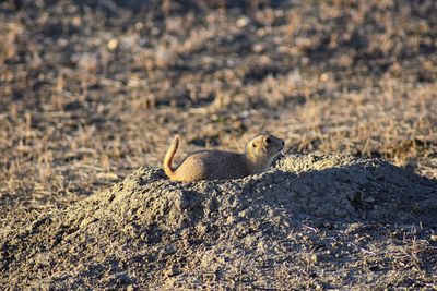 Prairie dog genus cynomys ludovicianus broomfield colorado denver boulder. united states.