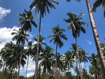 Low angle view of coconut palm trees against sky