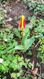 High angle view of flowering plant on field