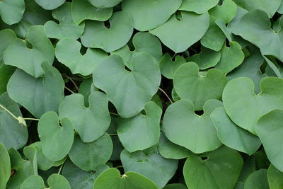 Full frame shot of leaves