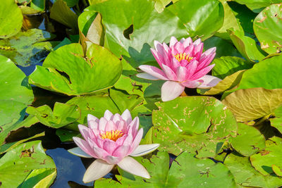 Close-up of lotus water lily in pond