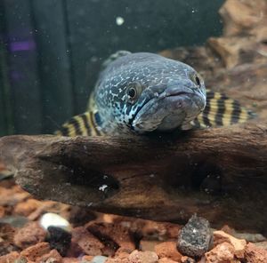Close-up of turtle in sea