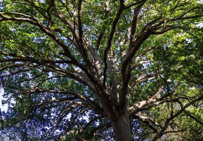 Low angle view of trees against sky