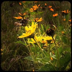 Close-up of yellow flowers on field
