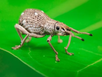 Close-up of lizard on leaf