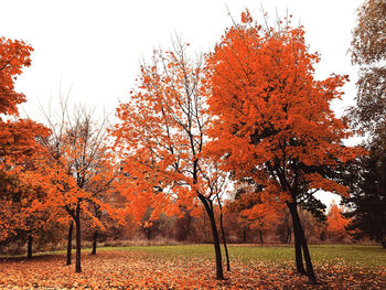 Autumn trees on field against orange sky