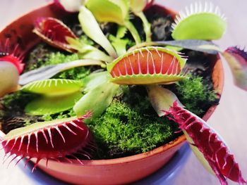 High angle view of a carnivorous plant