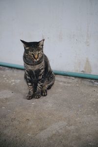 Portrait of cat sitting against wall