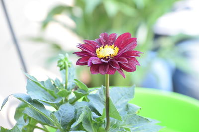 Close-up of purple flowering plant