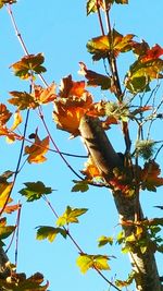 Low angle view of tree against blue sky