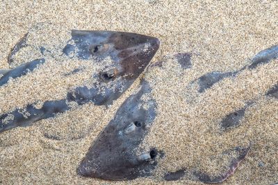 High angle view of shadow on wet sand