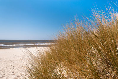 View of beach against clear blue sky