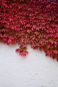 Close-up of ivy on red autumn leaves
