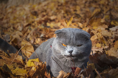 Close-up cat of a dry leaves on a field