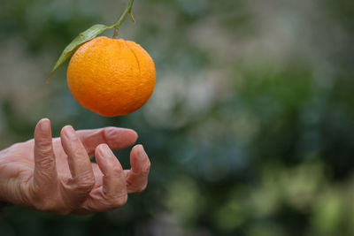 Close-up of hand holding orange