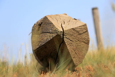 Close-up of dry leaf on field against sky