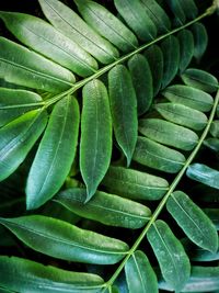 Full frame shot of leaves