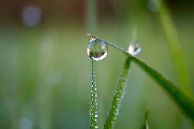 Raindrops on the green grass in rainy days, winter season