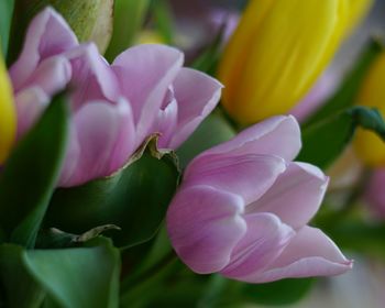 Close-up of flowers