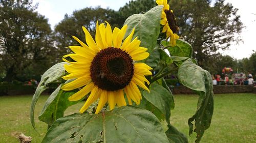 Close-up of sunflower blooming on field against sky