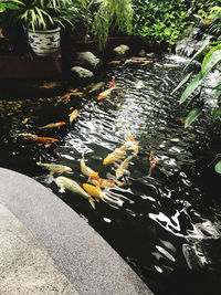 High angle view of koi carps swimming in pond