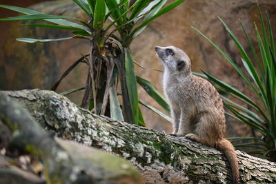 View of a meerkat on rock