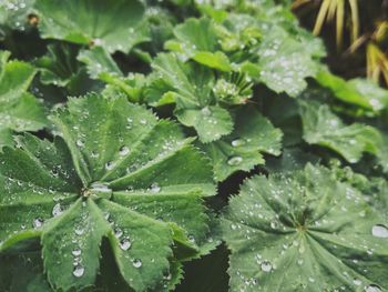 Close-up of raindrops on leaves