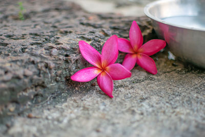 High angle view of pink flowering plants