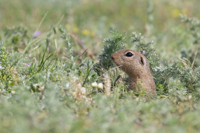 Close-up of squirrel on field