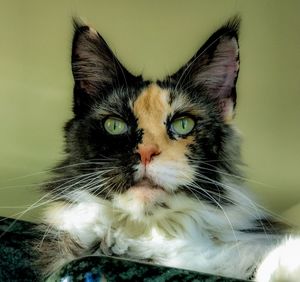 Close-up portrait of cat