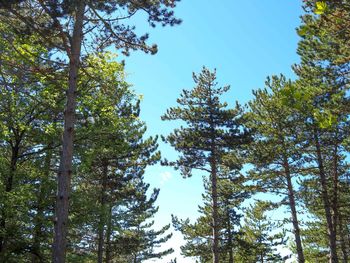 Low angle view of trees against sky