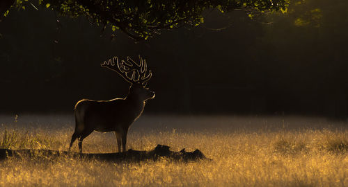 Horse standing in a field