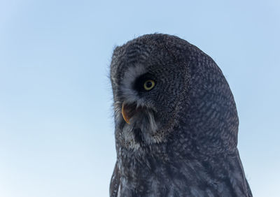 Owl head profile