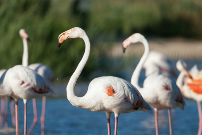 Flamingos in camargue