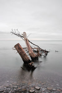 Driftwood on beach against sky