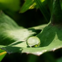 Close-up of water drops on leaf