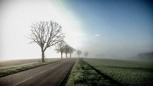 Bare trees on field against clear sky