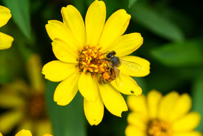 Close-up of insect on yellow flower