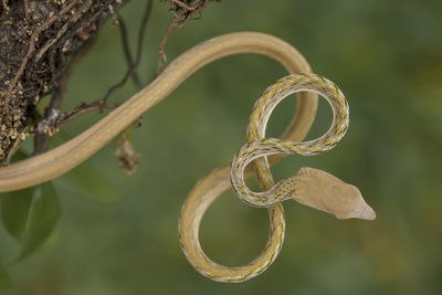 Close-up of spider on web