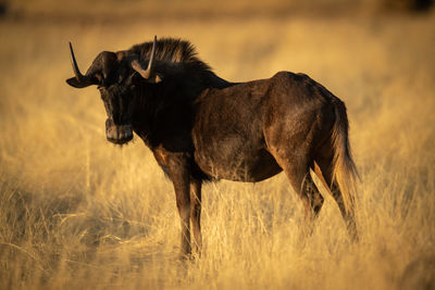 Black wildebeest stands in profile turning head