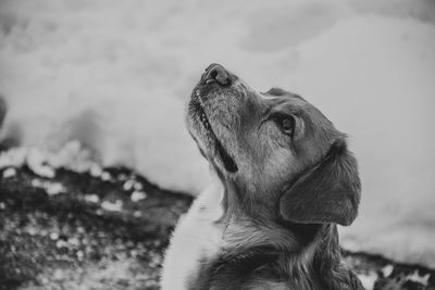 Close-up of a dog looking away