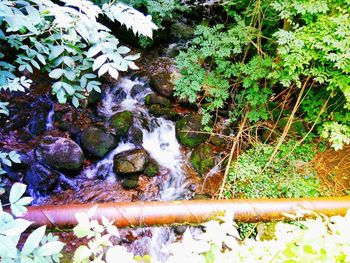 Scenic view of waterfall in forest