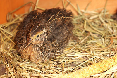 Close-up of birds in nest