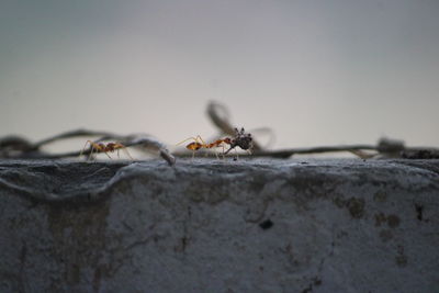 Close-up of ant on wall