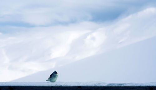 Seagull on a snow against sky