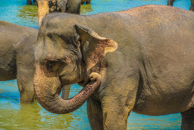 Close-up of elephant in water