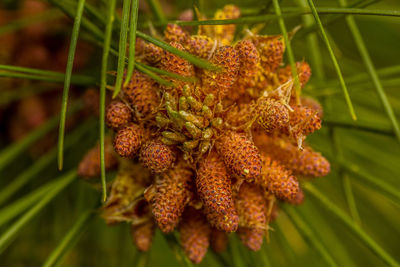 Close-up of pine cones