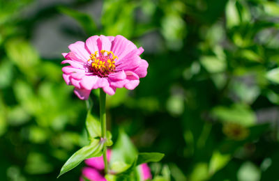 Close-up of pink flower blooming outdoors